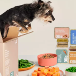 From Picky Eaters to Healthy Pups: How Myollie Revolutionizes Canine Diets – In-depth Article