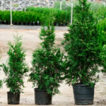 Why Fast Growing Trees Website is the Go-To Destination for Tree Enthusiasts
