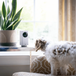 Why Wyze Labs is Leading the Charge in Smart Home Technology